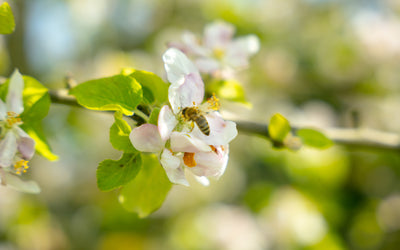 Bienen bei WIMMER: Nachhaltigkeit und Naturschutz Hand in Hand